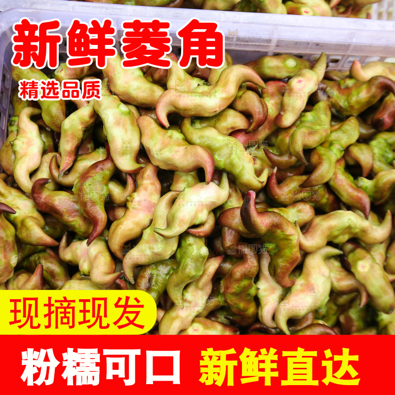 新鲜洪湖菱角采摘