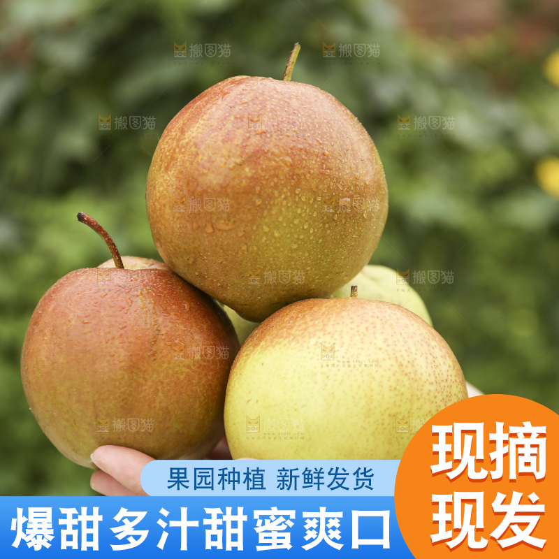 手里拿着玉露香梨
