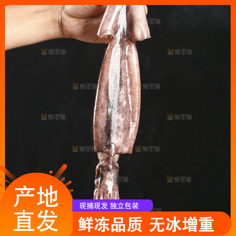 黑底上的鱿鱼