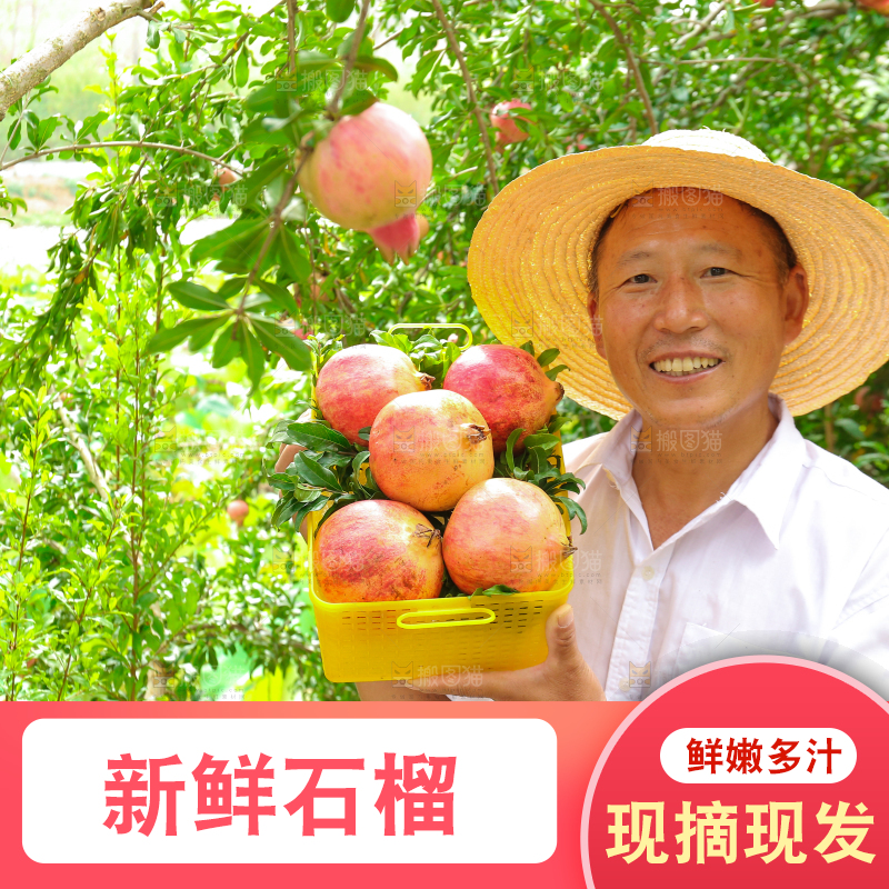 石榴产地