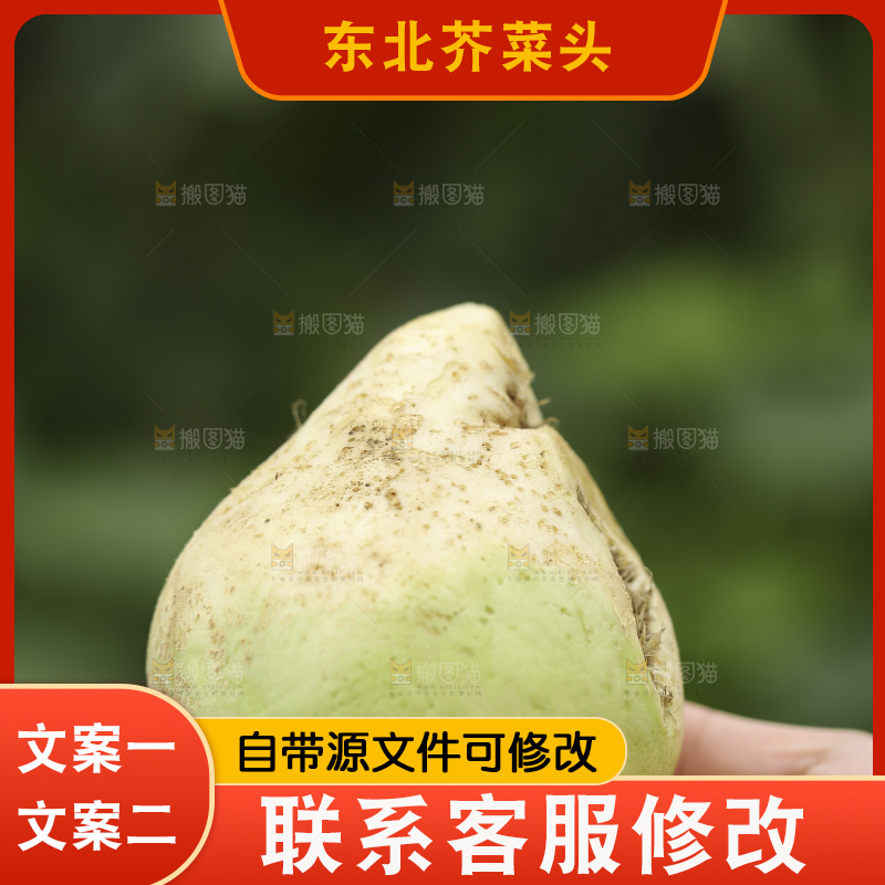 地里的芥菜头