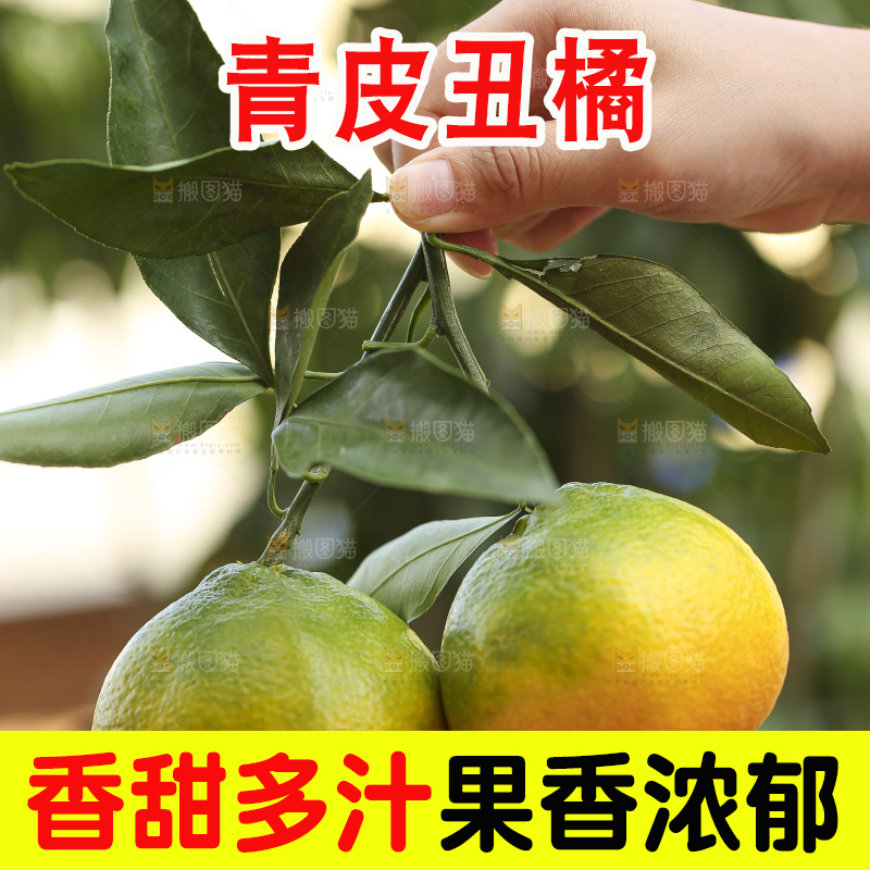 深底上的青皮丑橘