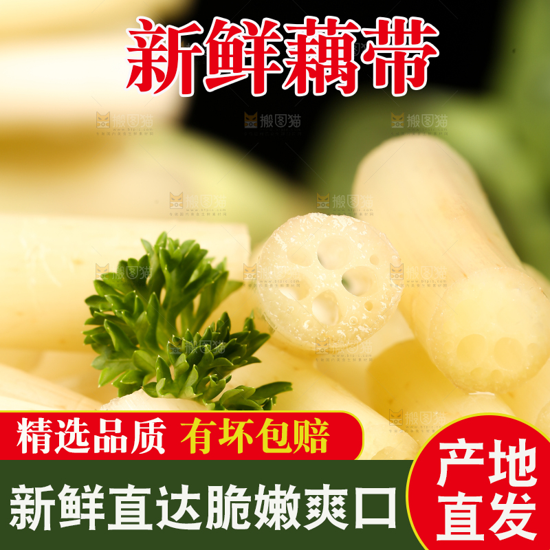 浅底上的藕带