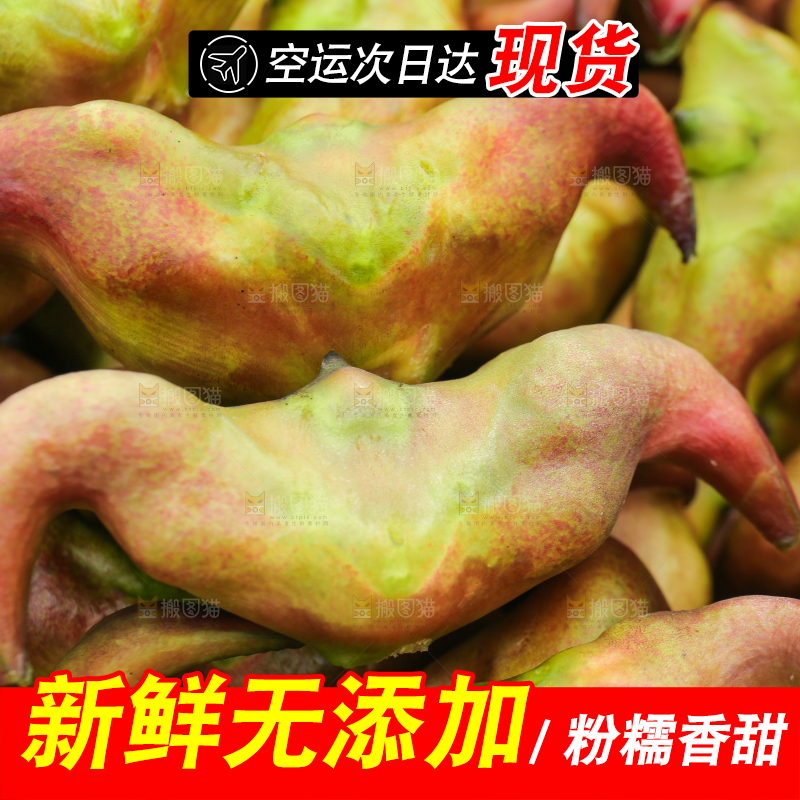 新鲜洪湖菱角采摘