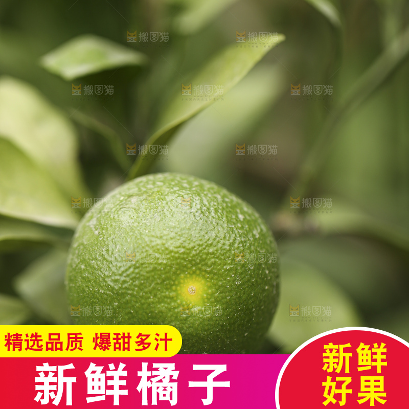 户外的青橘