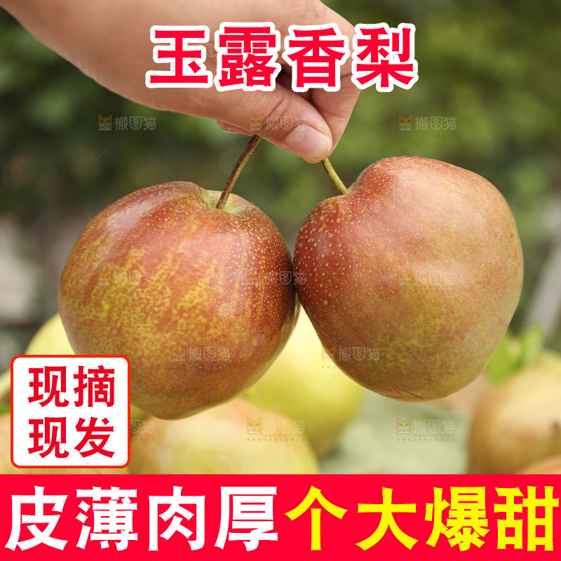 手里拿着玉露香梨