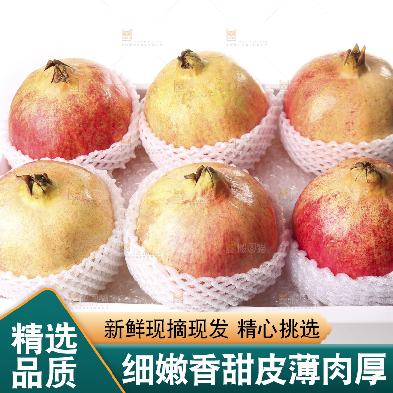 白底上的突尼斯软籽石榴