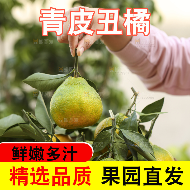 深底上的青皮丑橘