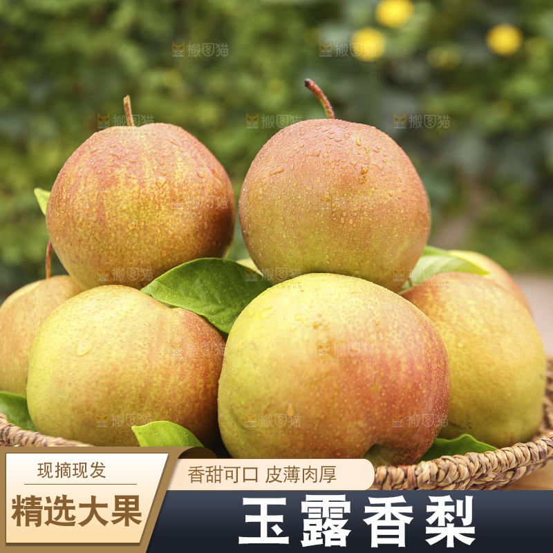 手里拿着玉露香梨