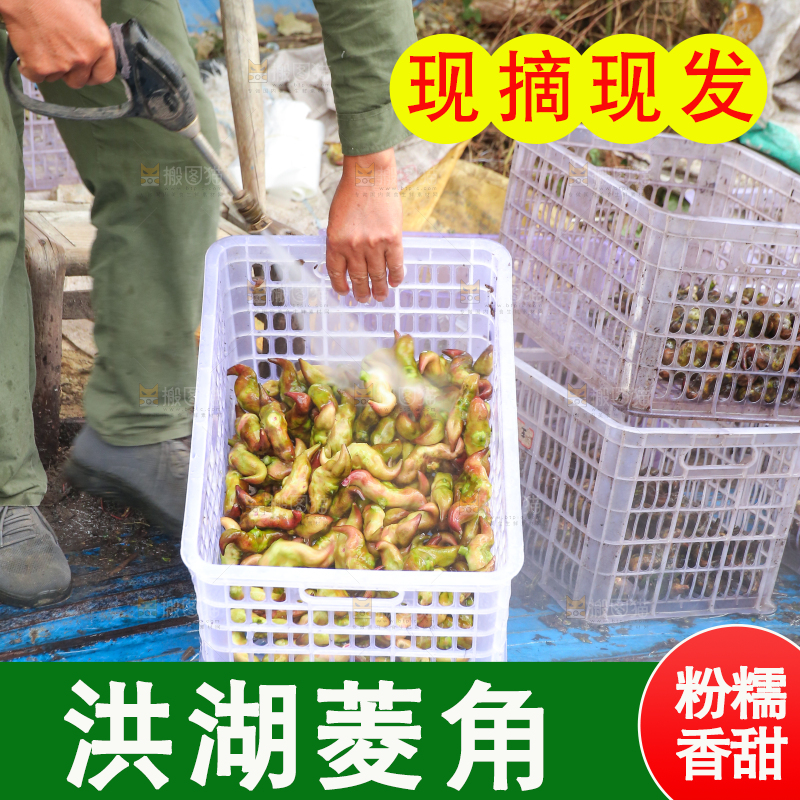 新鲜洪湖菱角采摘