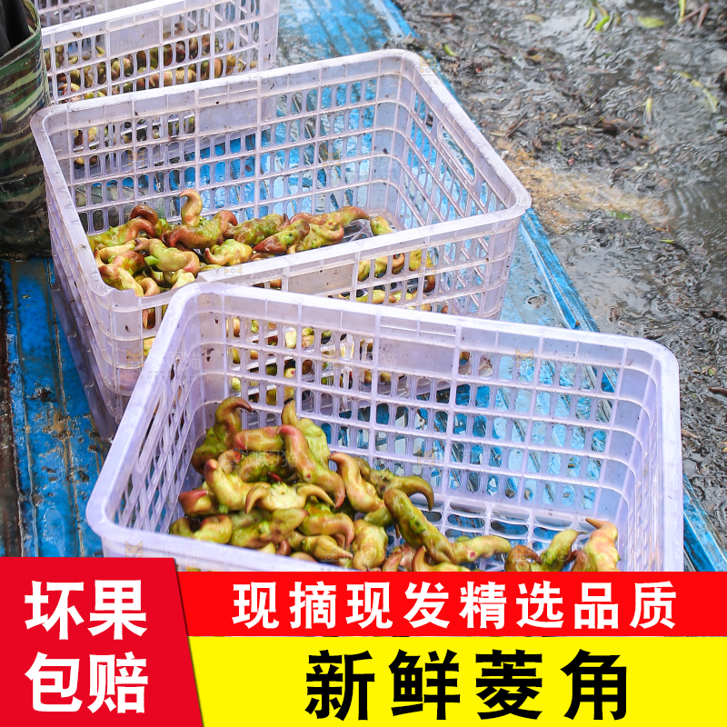 新鲜洪湖菱角采摘