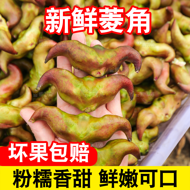 新鲜洪湖菱角采摘