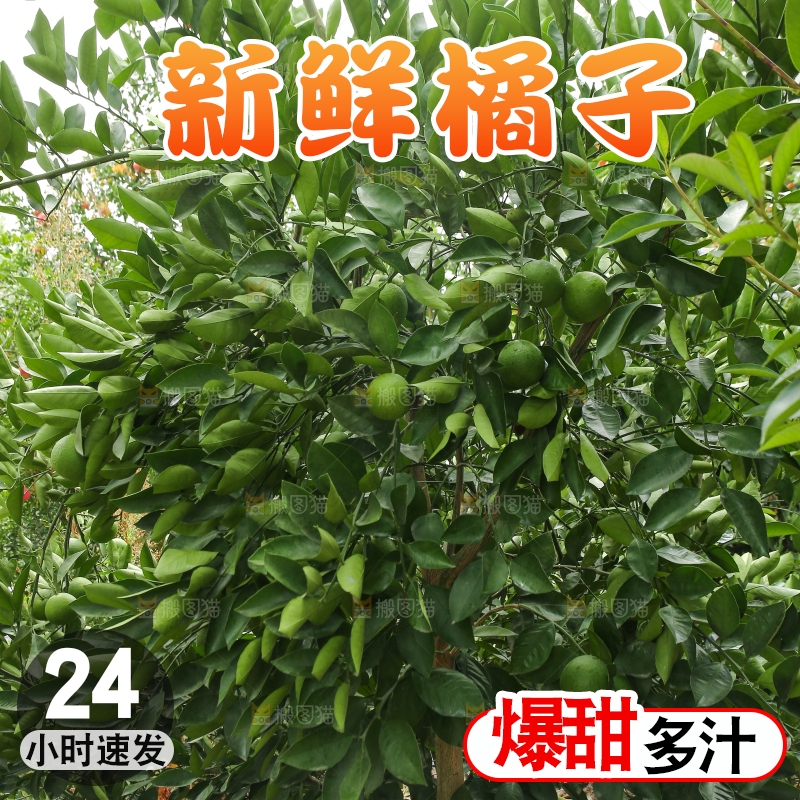 青橘产地