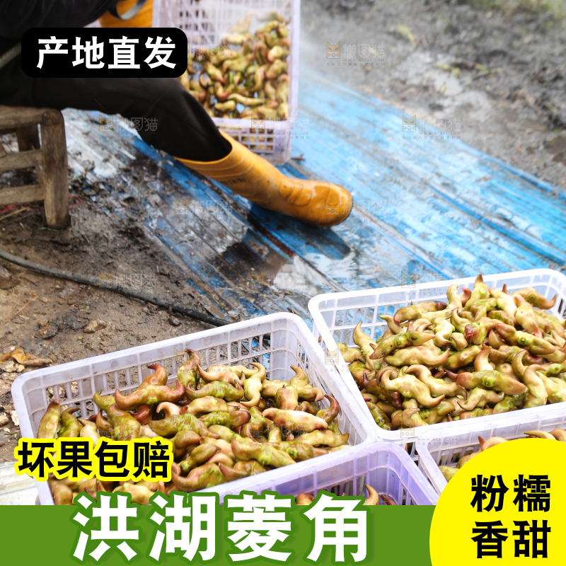 新鲜洪湖菱角采摘
