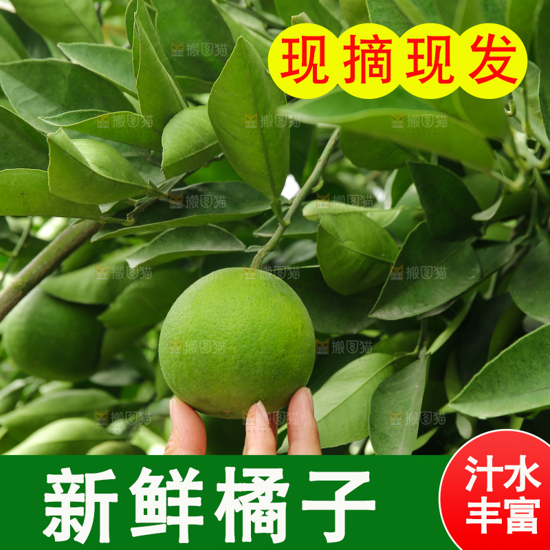 青橘产地