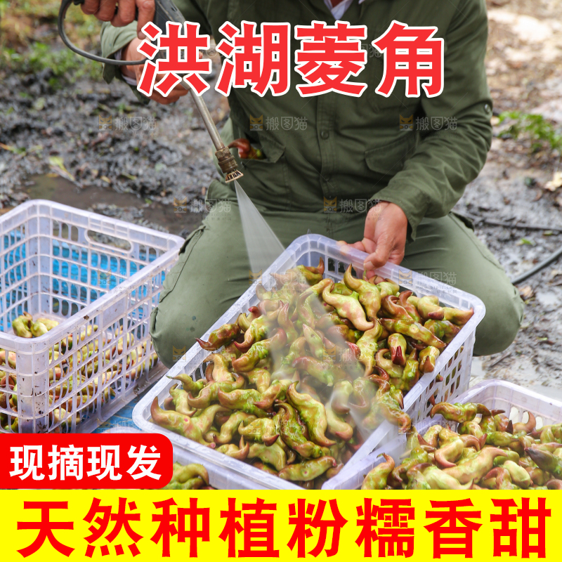 新鲜洪湖菱角采摘