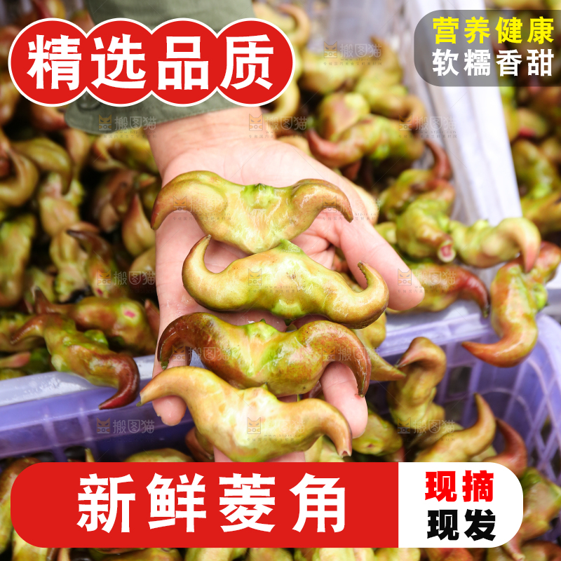 新鲜洪湖菱角采摘