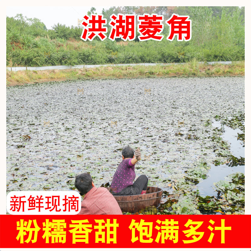 新鲜洪湖菱角采摘