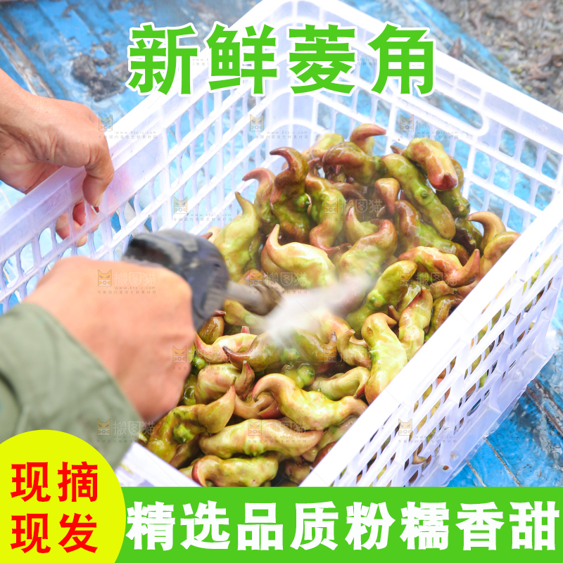 新鲜洪湖菱角采摘