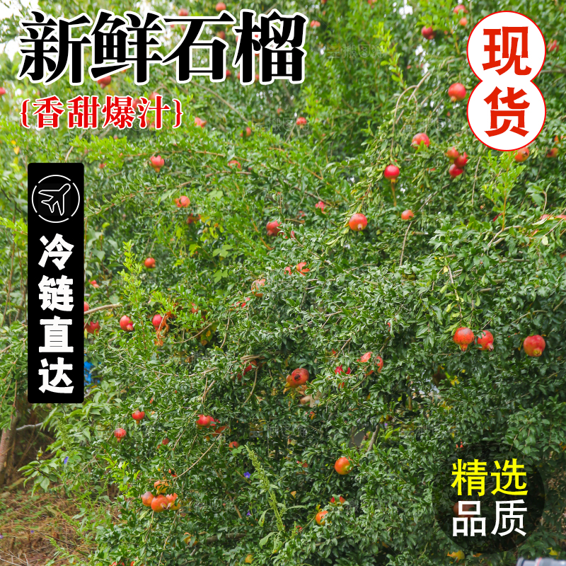 石榴产地