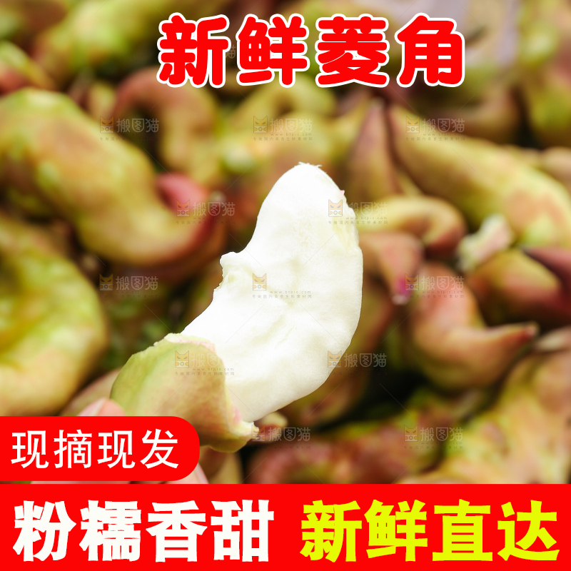 新鲜洪湖菱角采摘