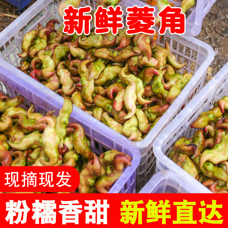 新鲜洪湖菱角采摘