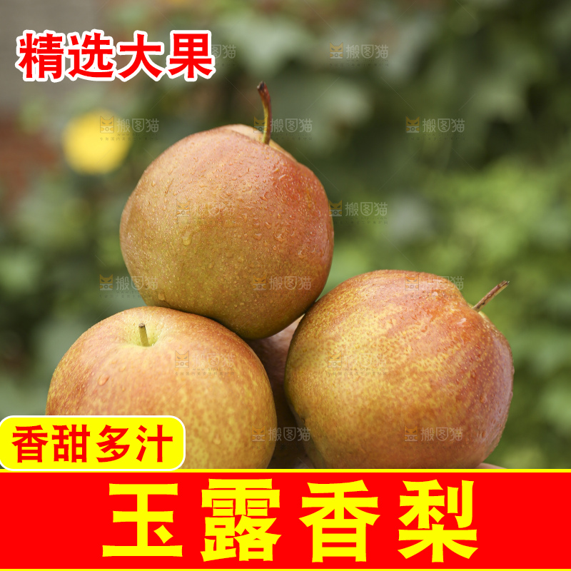 手里拿着玉露香梨