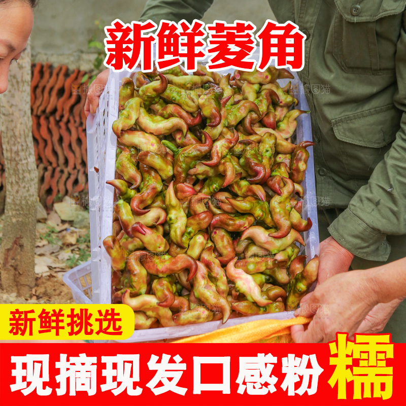 新鲜洪湖菱角采摘