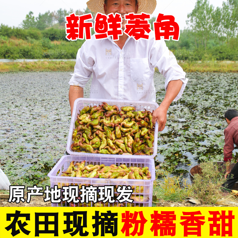 新鲜洪湖菱角采摘