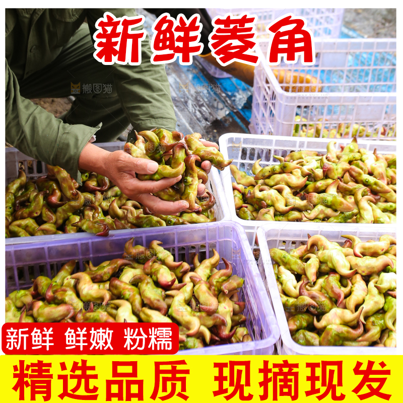 新鲜洪湖菱角采摘