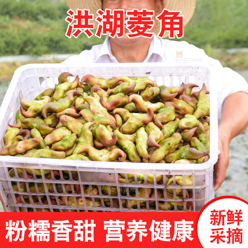 新鲜洪湖菱角采摘
