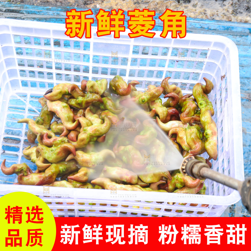 新鲜洪湖菱角采摘