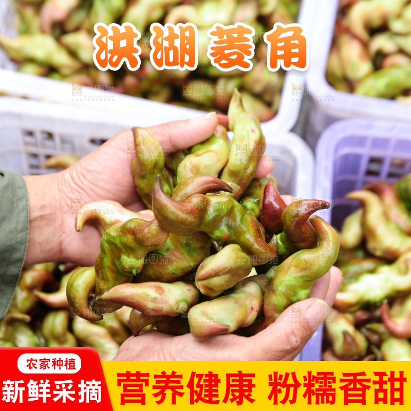 新鲜洪湖菱角采摘