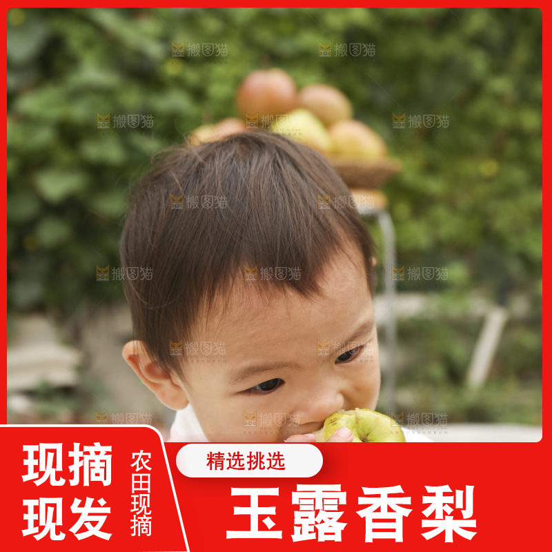 手里拿着玉露香梨