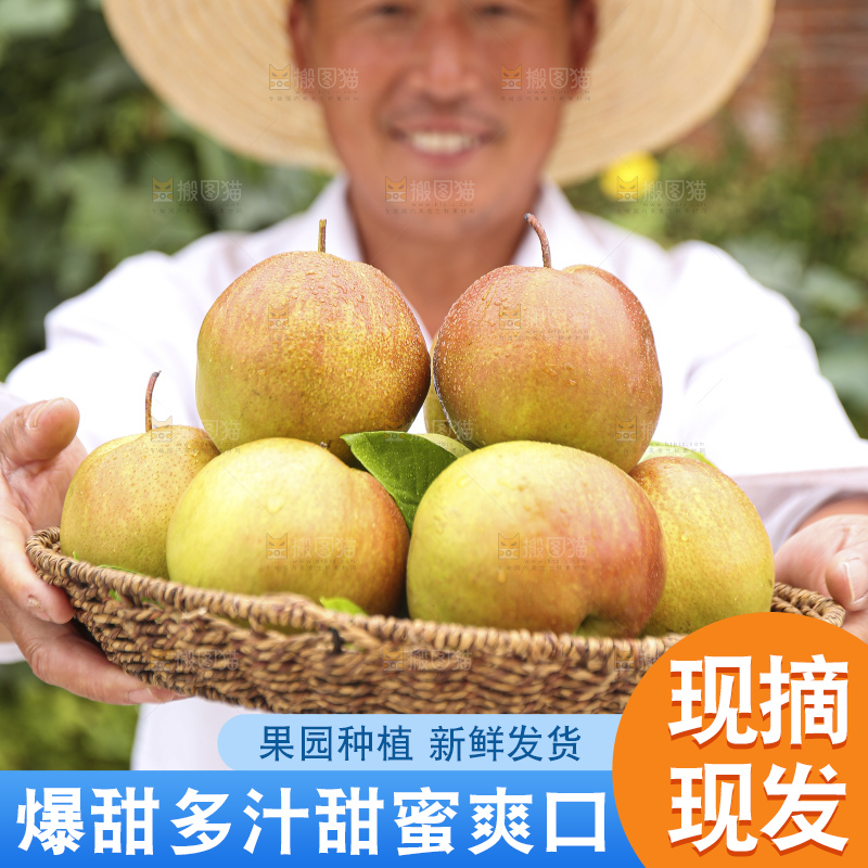 手里拿着玉露香梨