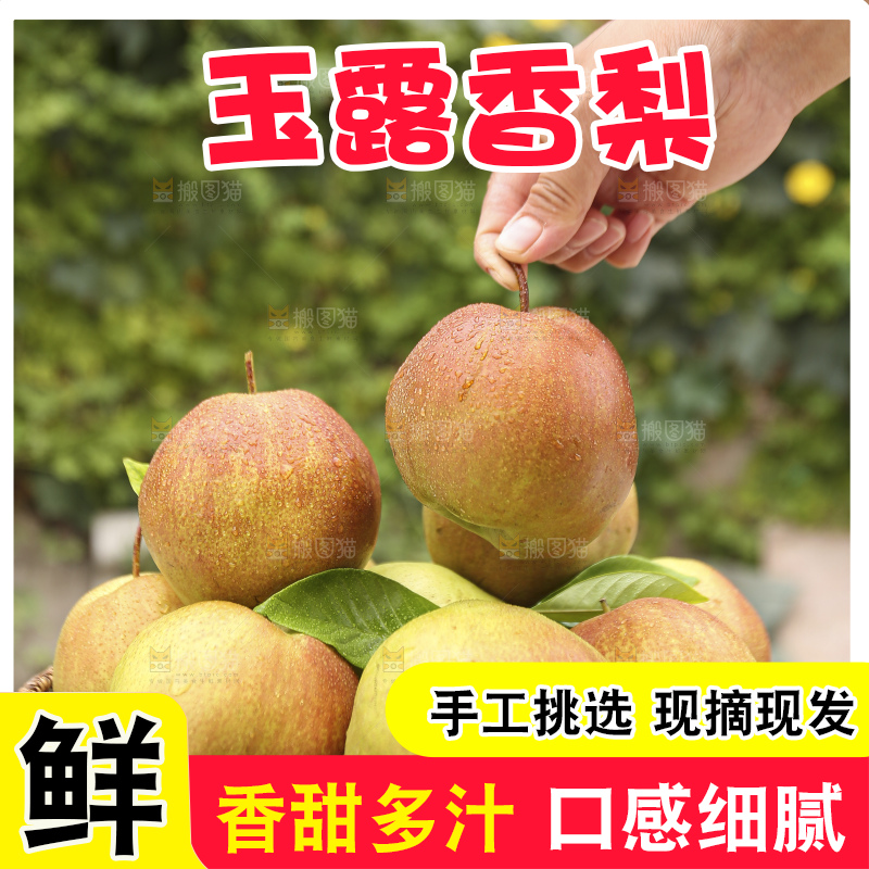 手里拿着玉露香梨