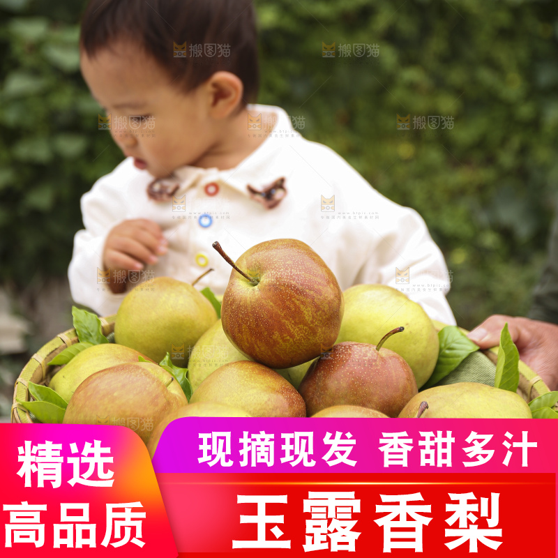 手里拿着玉露香梨