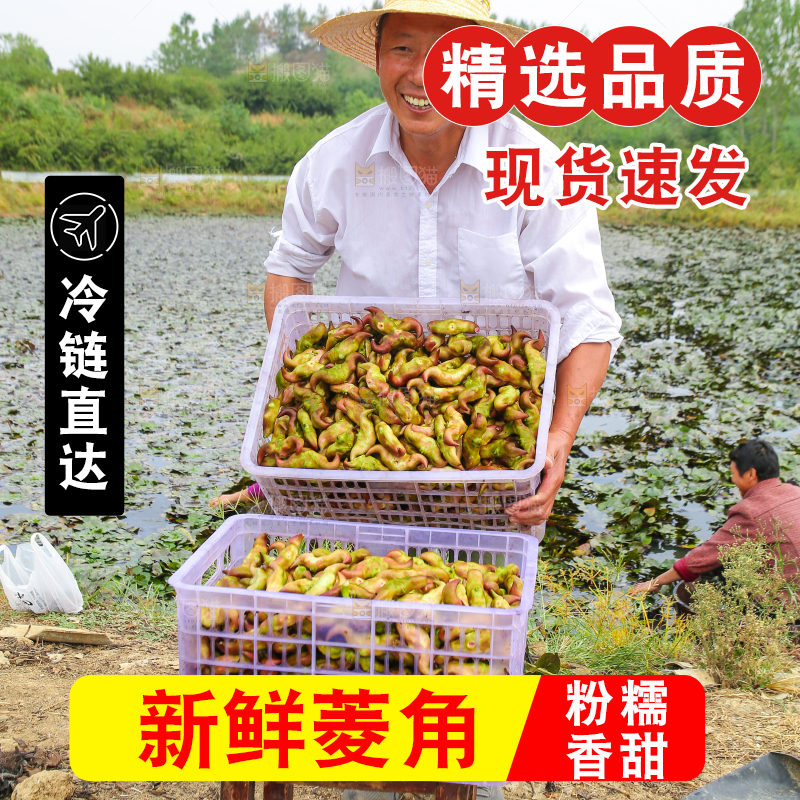 新鲜洪湖菱角采摘