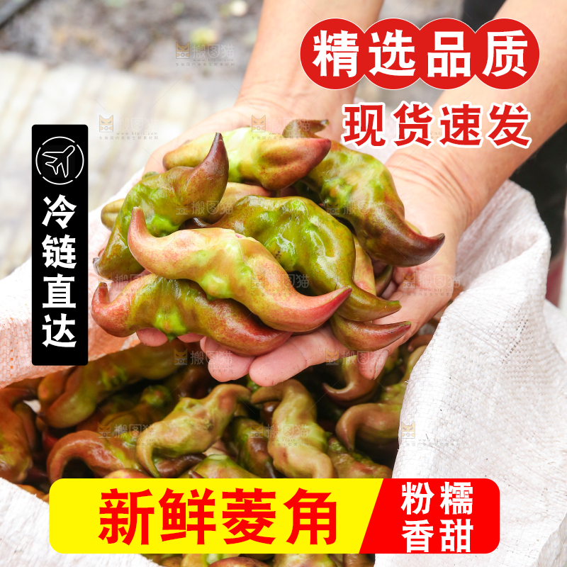 新鲜洪湖菱角采摘