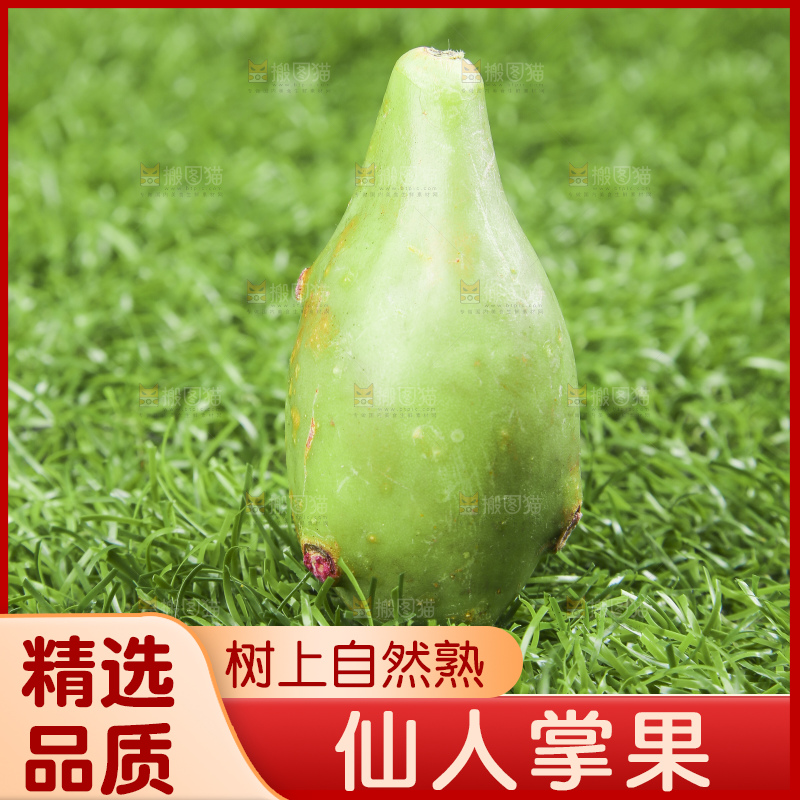 海南仙人掌果放在草地上