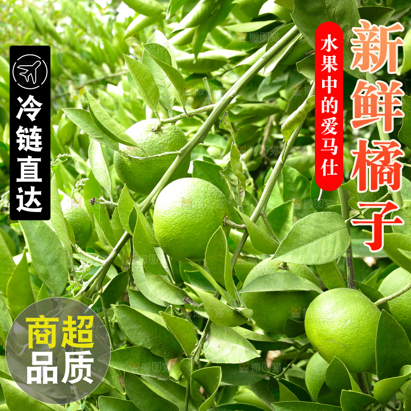 青橘产地