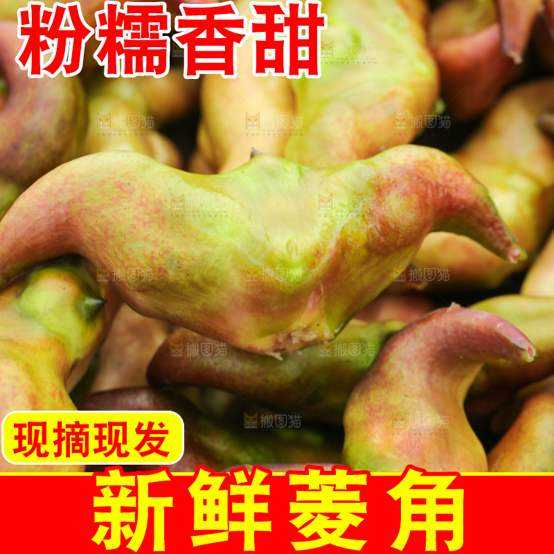 新鲜洪湖菱角采摘