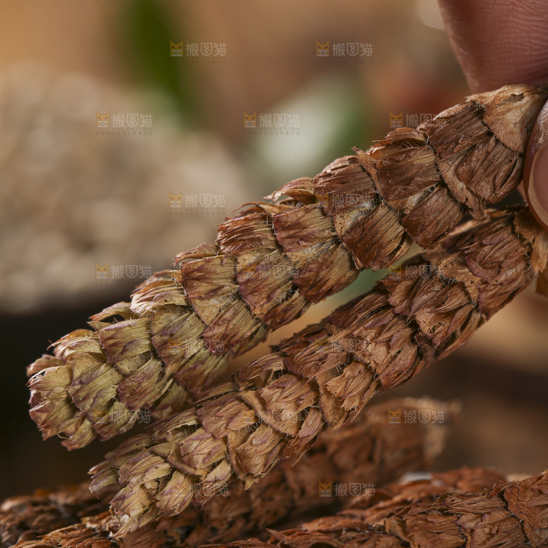 木底上的夏枯草