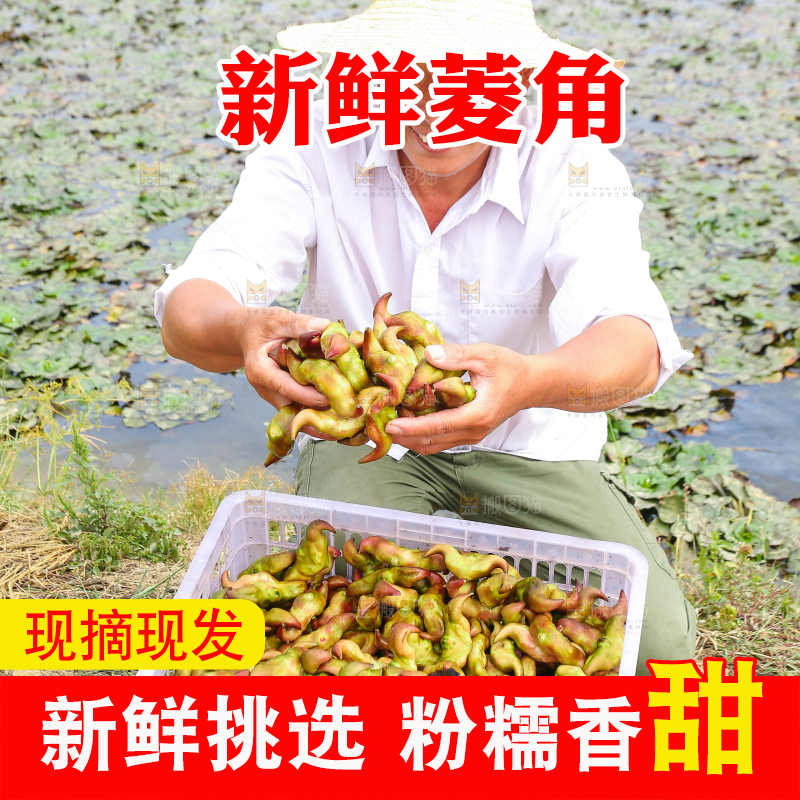 新鲜洪湖菱角采摘