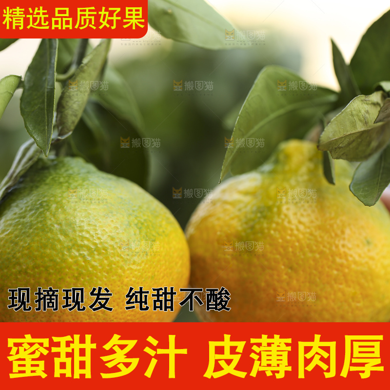 深底上的青皮丑橘
