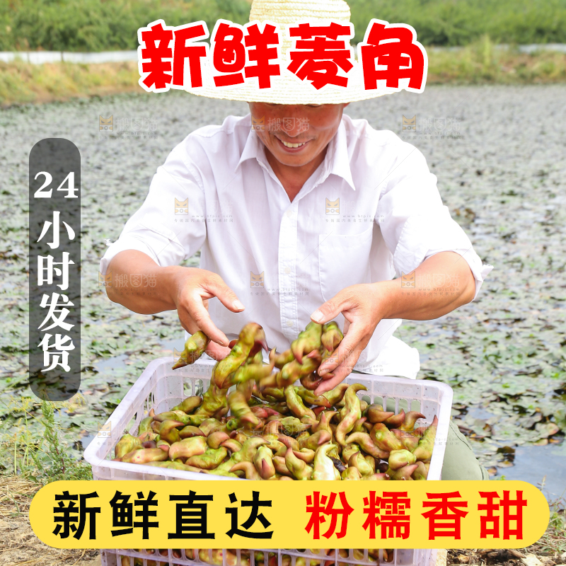 新鲜洪湖菱角采摘