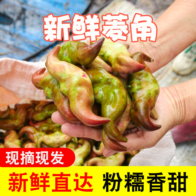 新鲜洪湖菱角采摘