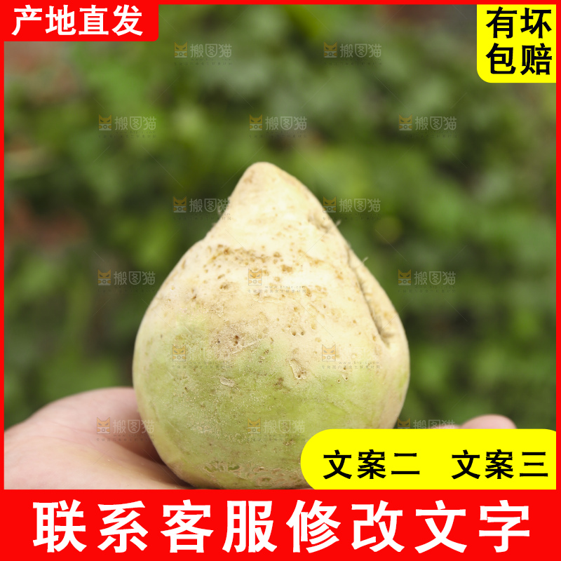 手里拿着大头芥菜