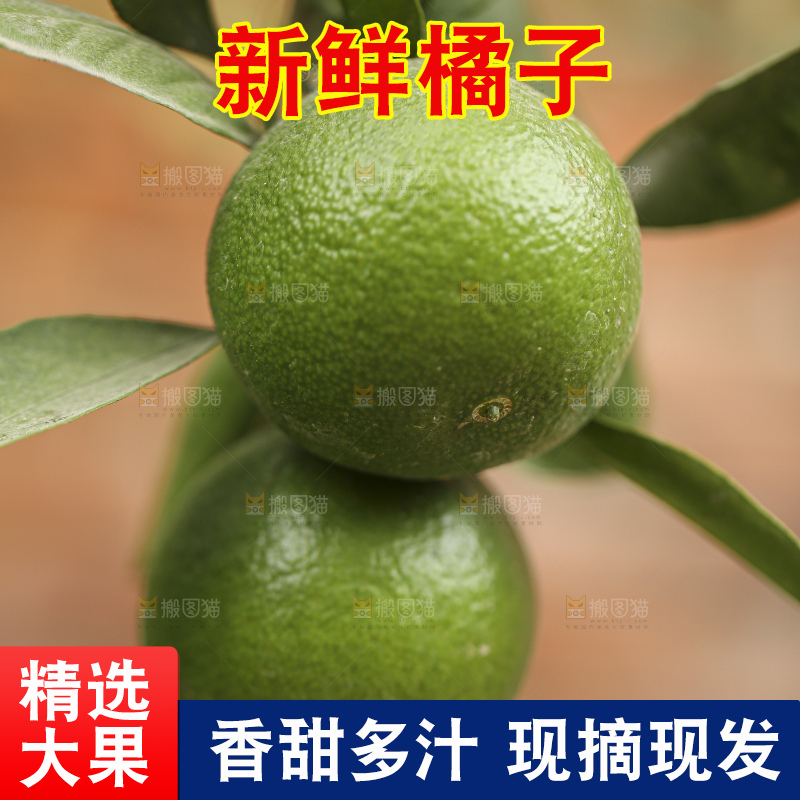 户外的青橘
