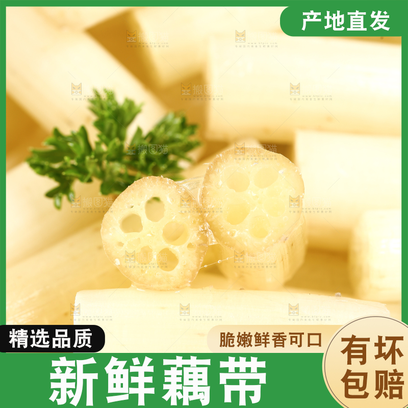 浅底上的藕带
